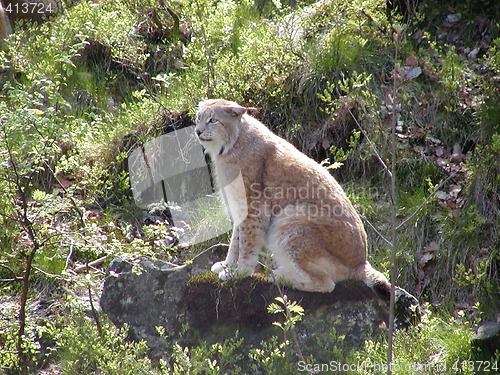 Image of Lynx in the forrest