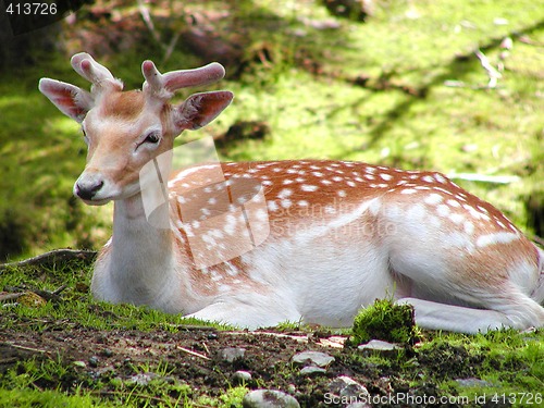 Image of Deer in the forrest