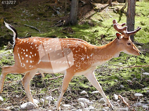 Image of Deer in the forrest