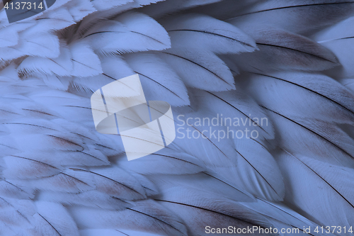 Image of Blue fluffy feather closeup