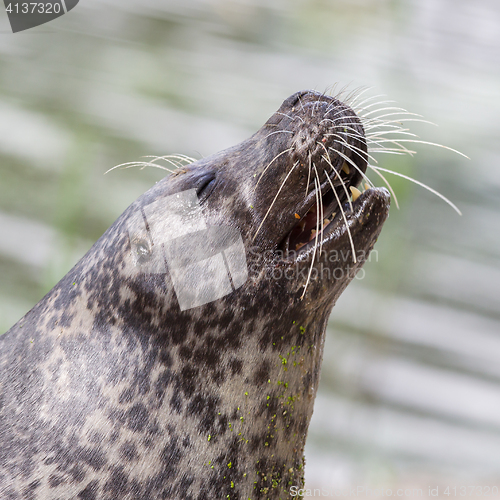 Image of Sea lion closeup