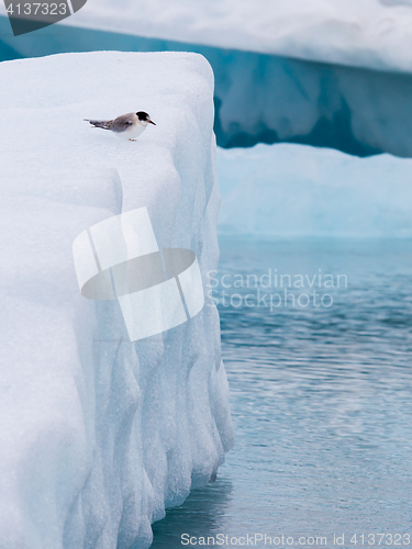 Image of Birdlife in Jokulsarlon, a large glacial lake in Iceland