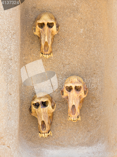 Image of Monkey skulls on wall