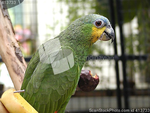 Image of Green parrot