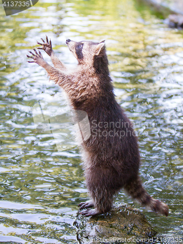 Image of Racoon begging for food