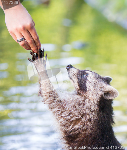 Image of Racoon begging for food