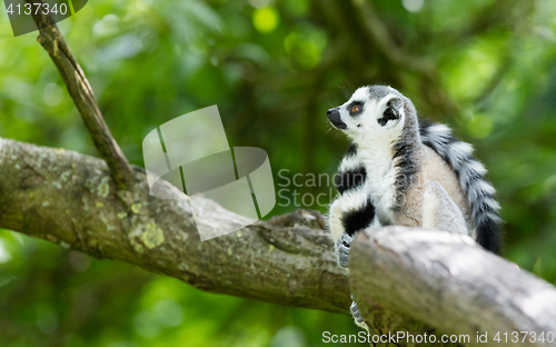 Image of Ring-tailed lemur (Lemur catta)