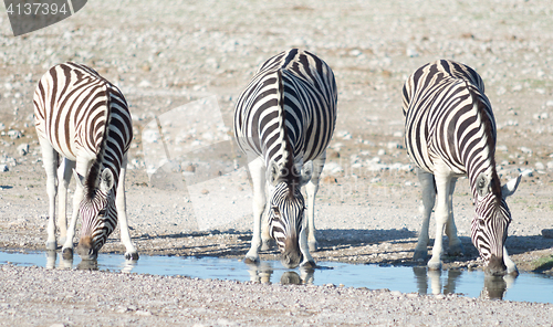 Image of zebras at a watering hole