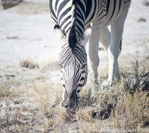 Image of zebra