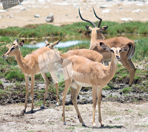Image of antelopes impala