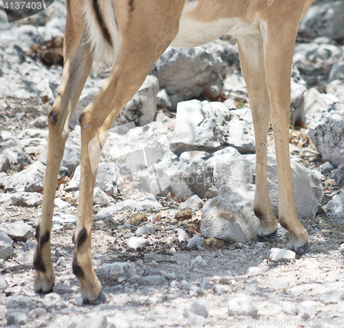 Image of antelope legs