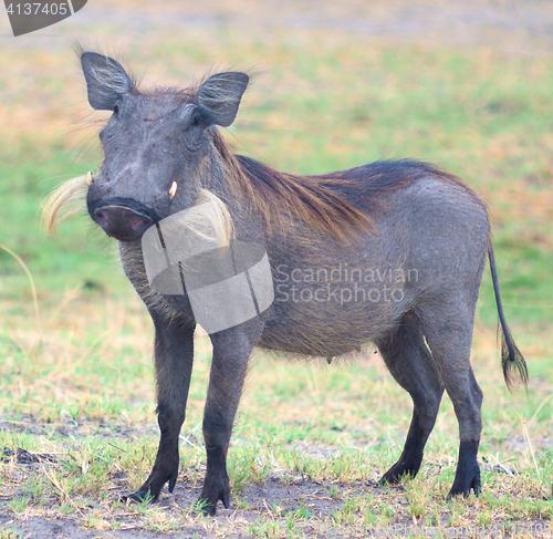 Image of warthog