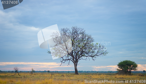 Image of morning in savannah