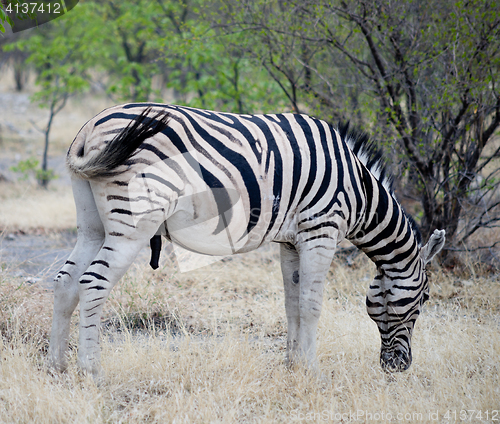 Image of zebra