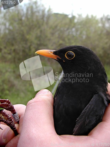 Image of Bird in a hand.