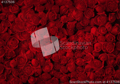 Image of Red roses for background