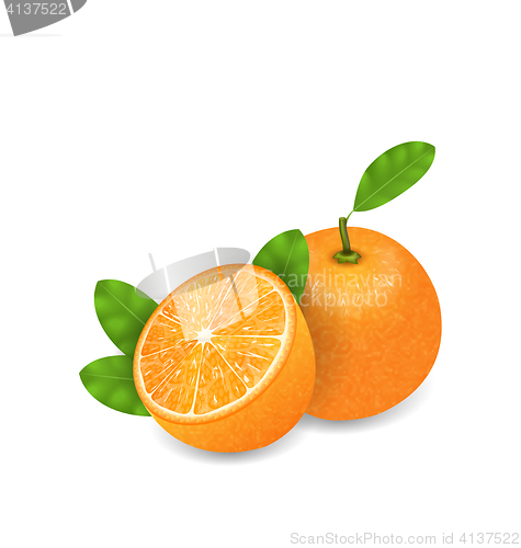 Image of Photo Realistic Set Orange Fruits