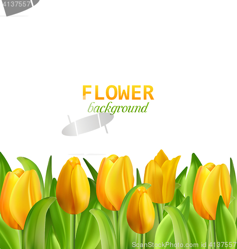 Image of Beautiful Yellow Flowers Tulips Isolated