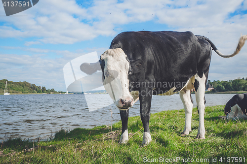 Image of Black and white cow by a river