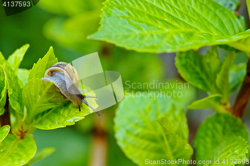 Image of Mollusk in a garden with green plants