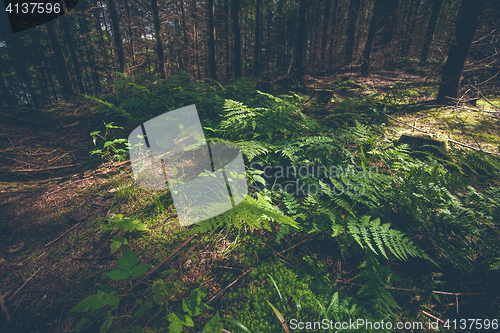 Image of Green fern in a dark forest