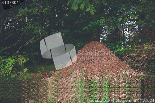 Image of Anthill in a pine forest