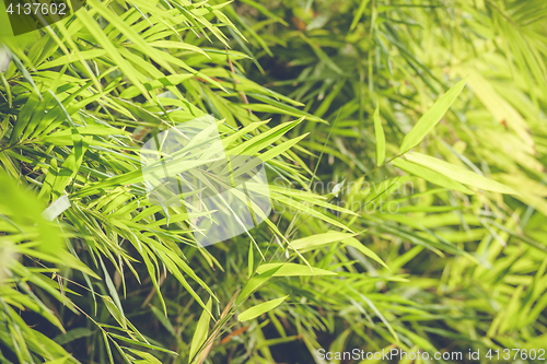 Image of Bamboo leaves in a rainforest