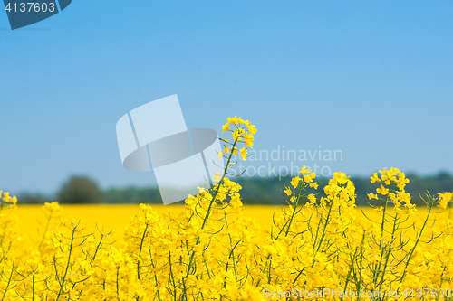 Image of Rapeseed field with yellow plants