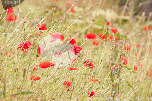 Image of Poppy flowers on a meadow