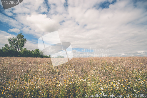 Image of Rural landscape with wildflowers