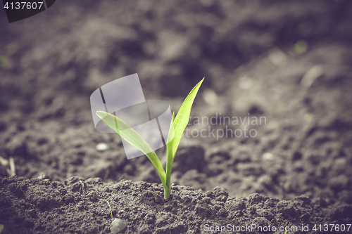 Image of Green corn sprout in black soil