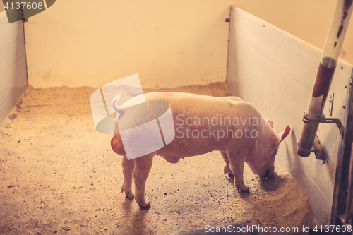 Image of Pig eating grain in a stable