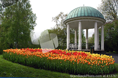 Image of Tullip in the park.