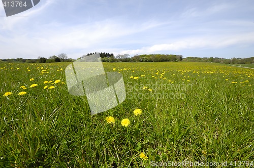 Image of Farmland with dandelions and green grass