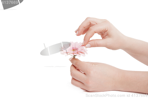 Image of Female hands holding pink flower