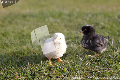 Image of Newborn chicken on a meadow