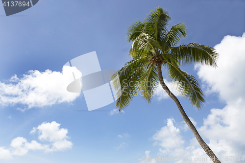 Image of Palm tree in front of blue sky