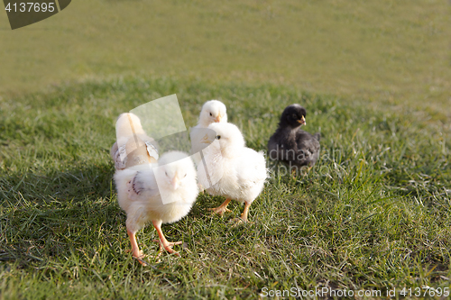 Image of Young chicken on a meadow