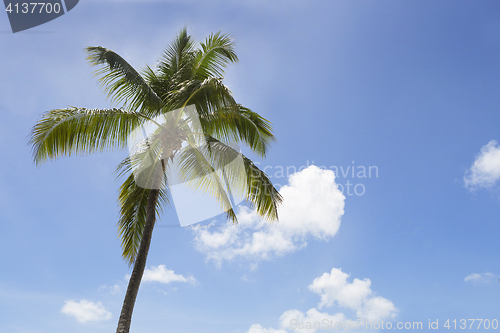 Image of Palm tree in front of blue sky