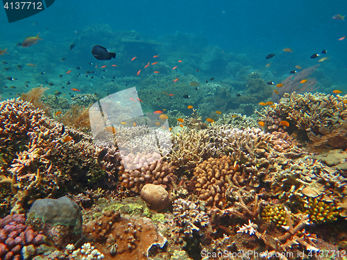 Image of Thriving  coral reef alive with marine life and shoals of fish, 