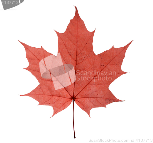 Image of maple leaf isolated on white background