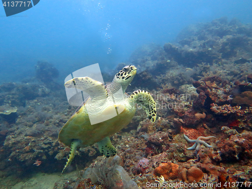 Image of Hawksbill  sea turtle   current on coral reef  island, Bali.