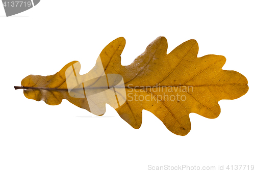 Image of Oak leaf isolated on white background