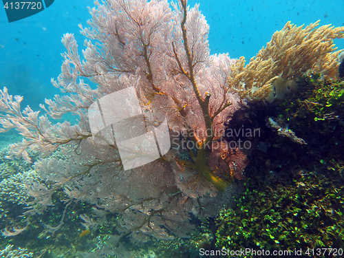 Image of Thriving  coral reef alive with marine life and shoals of fish, 