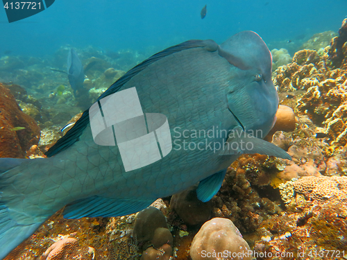 Image of Fish Humphead Parrotfish, Bolbometopon muricatum in Bali.