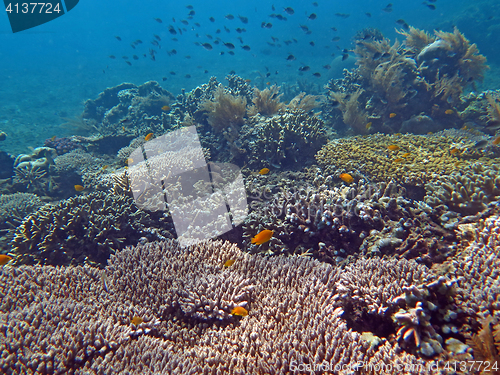 Image of Thriving  coral reef alive with marine life and shoals of fish, 