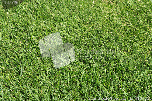Image of Green grass texture for background