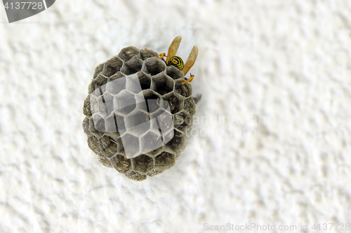 Image of Empty wasps\' nest against a white wall.
