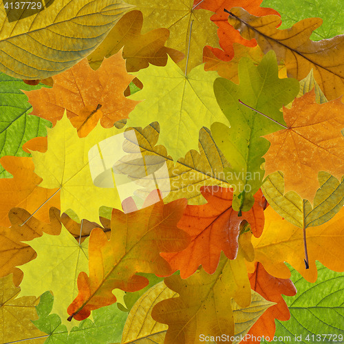 Image of Colorful and bright background made of fallen autumn leaves.