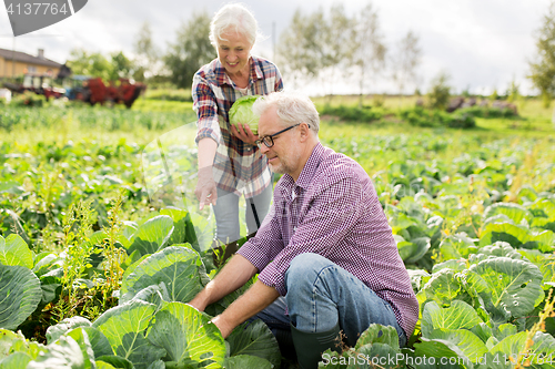 Image of senior couple picking cabbage on farm